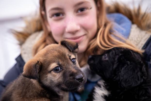 I psići vole advent: Preslatke fotke štenaca koji traže dom