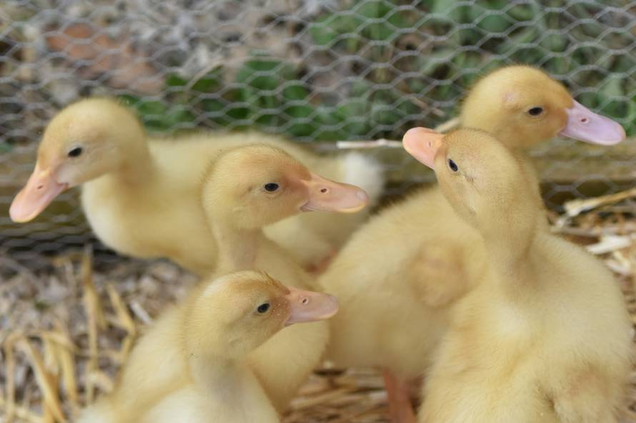 Kupila patke i spasila ih od lonca, a čuvaju ih psi iz azila