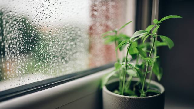 Fresh basil plan in pot on a window sill