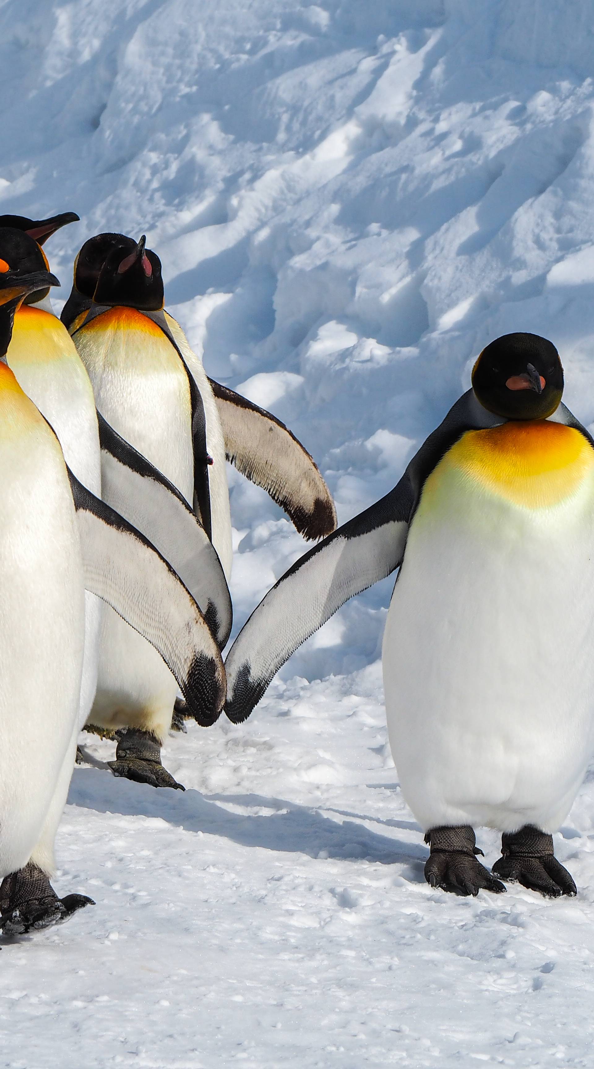 Nije dobro: Kolonije pingvina na Antarktici drastično manje