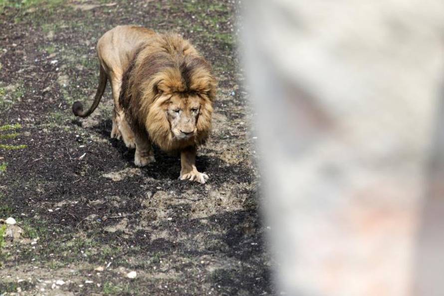 Petar Glebov / PIXSELL