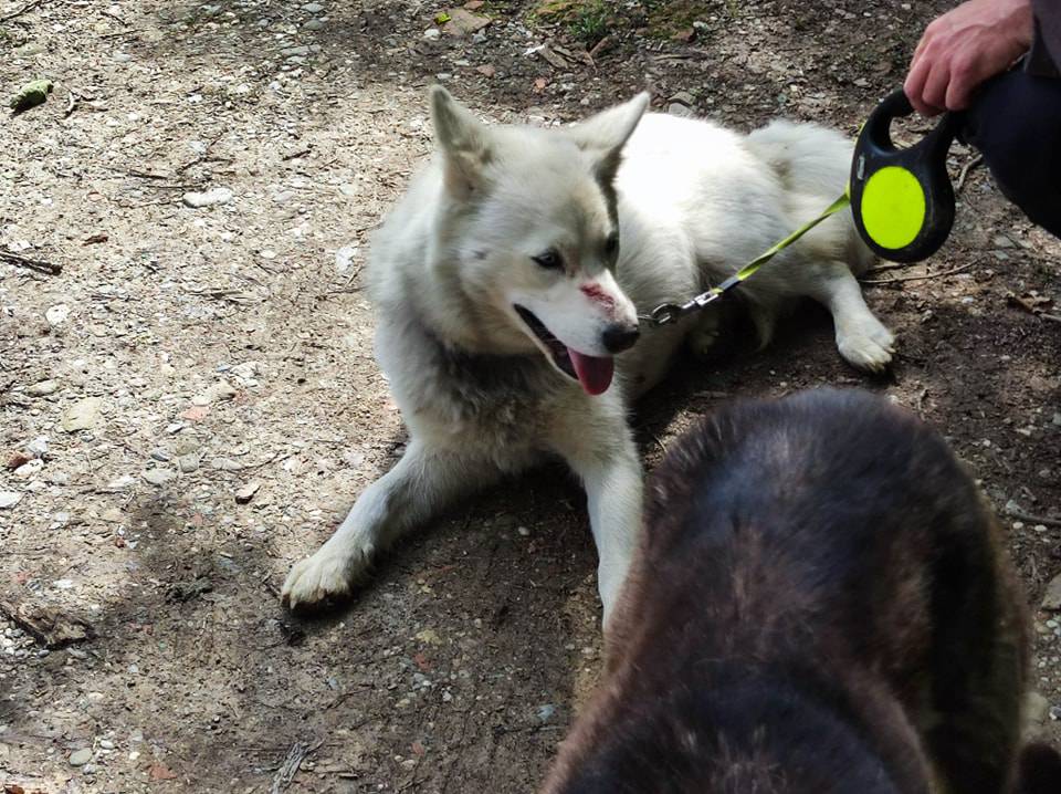 Netko zavezao i ostavio četiri mlada psa u šumi kraj Zagreba: 'Prestrašeni su, užasan prizor'