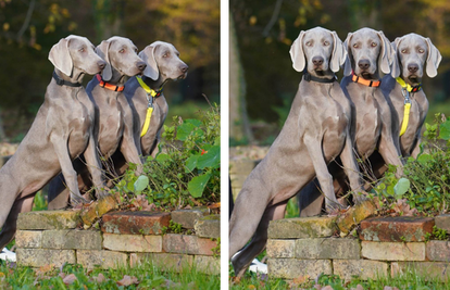 Ova fotografija nije AI, to su tri sestrice jantarnih očiju iz Siska!