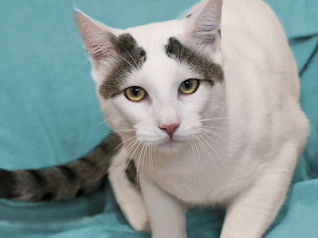 Udomite ih! Ove slatke mace u Noinoj Arci osvojit će vaša srca