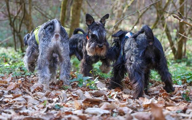 Žumberak: U organizaciji Miniature Schnauzers Croatia održano je druženje patuljastih šnaucera