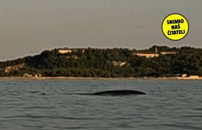 Spektakularna snimka! Velik kit izronio kod Pule: 'Ovo je prvi put da vidim kita. Ogroman je'