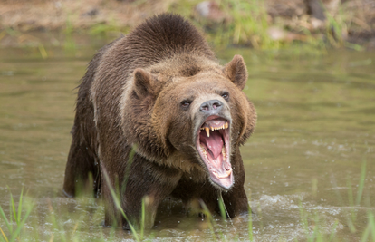 Užas u Kanadi: Jedanaest ljudi ozlijeđeno u napadu grizlija, među žrtvama su i djeca