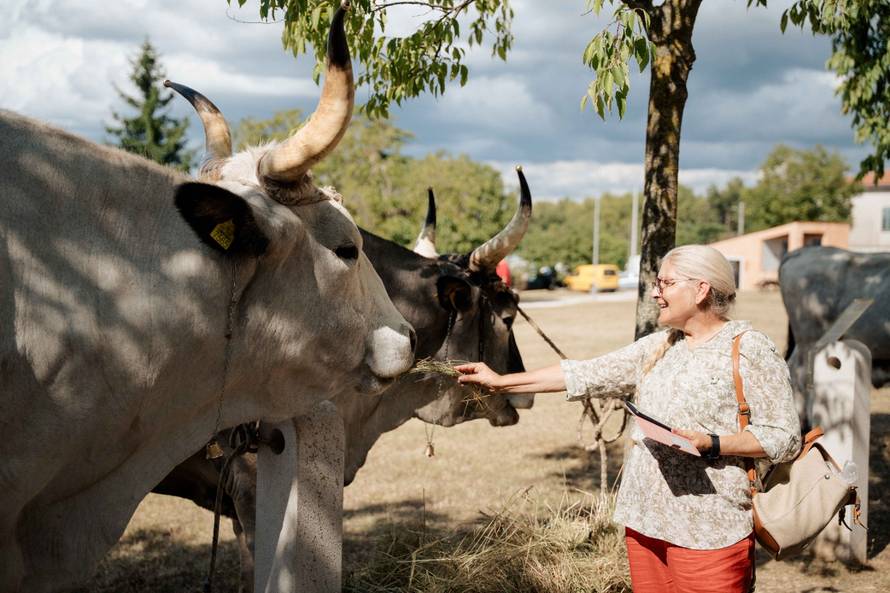 Boškarini preuzimaju pozornicu: U Kanfanaru stiže tjedan tradicije, zabave i dobre hrane