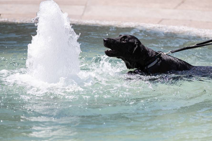 Zagreb: Pas se odluÄio osvjeÅ¾enje potraÅ¾iti u hladnoj vodi ManduÅ¡tevca