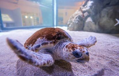 Glavate želve pronašle su svoje utočište u Puli: 'Izliječili smo ih 200, ali neke su i uginule...'