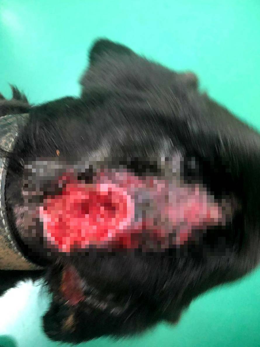 Zatukao psa šipkom i ostavio da umre: Spasili ga dobri ljudi