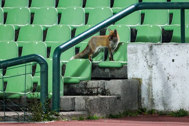 Sarajevo: Lisice pratile trening nogometaša BiH na stadionu Koševo