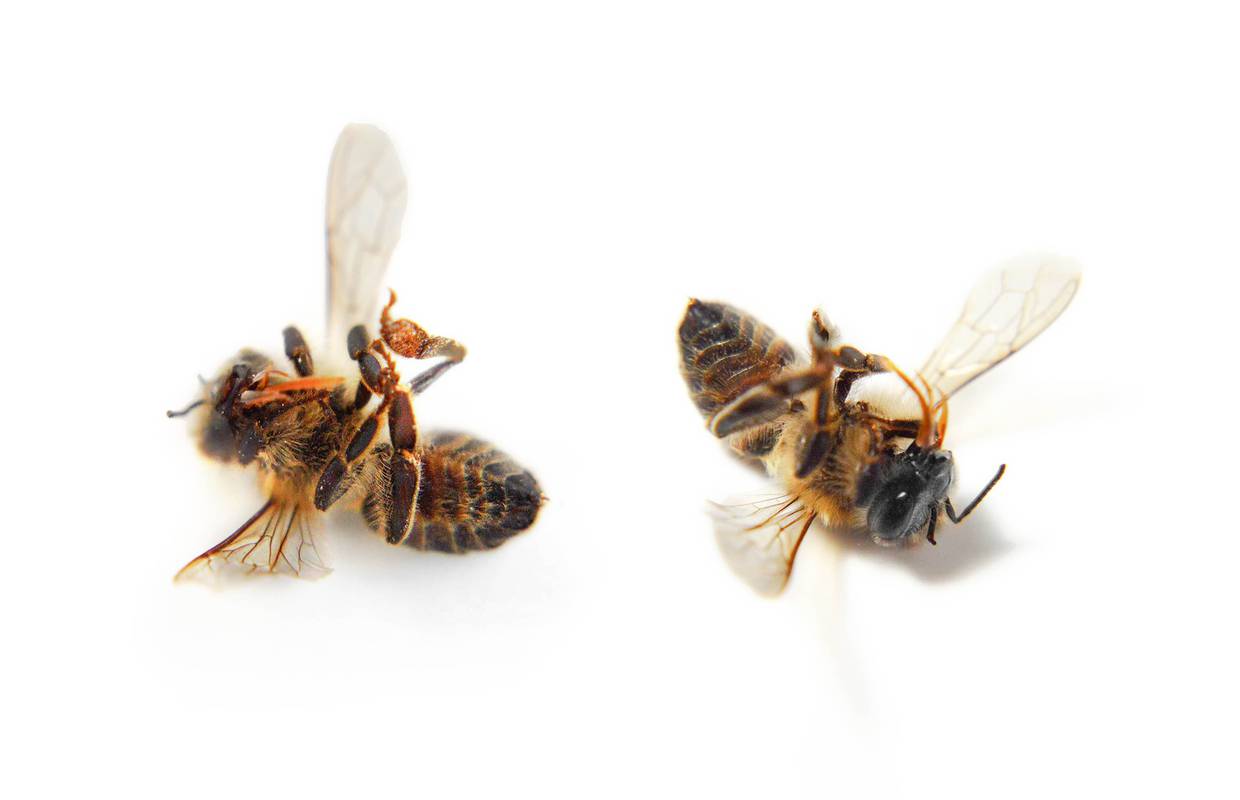 To je katastrofa: Pesticide koji truju pčele švercaju kroz svih 11 graničnih prelaza s BiH i Srbijom