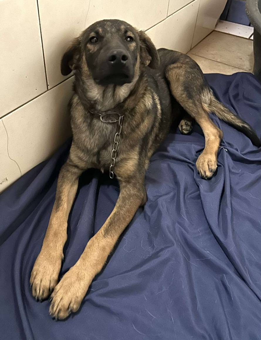 Iz romskog naselja u Međimurju spasili 37 pasa: 'Bez nadzora tu lutaju, a mačke ni ne prežive...'