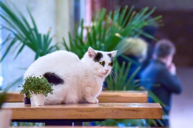 Zauzeo stol restorana u Puli: Mačak se odlučio odmoriti i nije previše mario za prolaznike