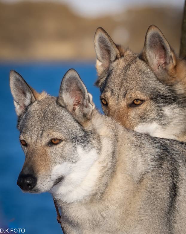 GALERIJA Nastali su od vukova, rođaci su Nazgula s Olimpijskih igara i žive kraj Velike Gorice!