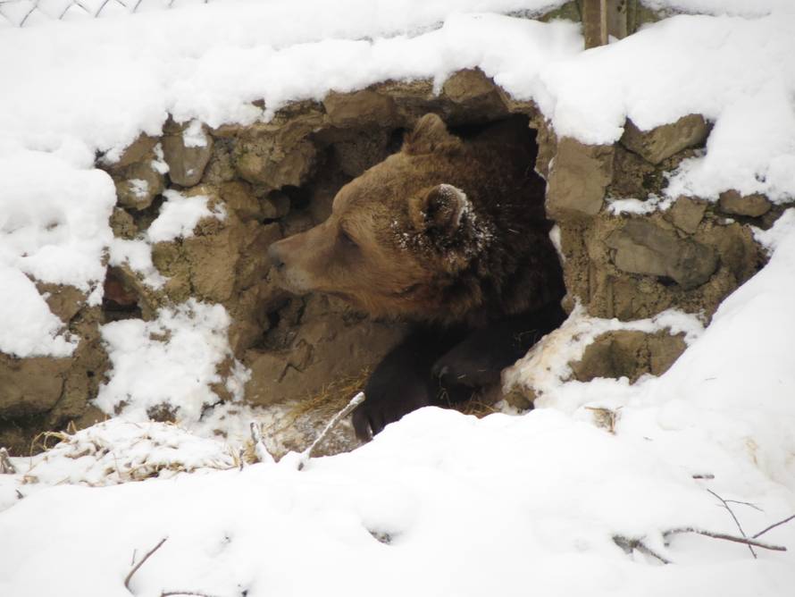 Idila u Kuterevu: Medvjedi jure van čim se pojavi zubato sunce