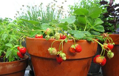 Brzi vodič za sadnju domaćih jagoda na balkonu ili terasi.... 