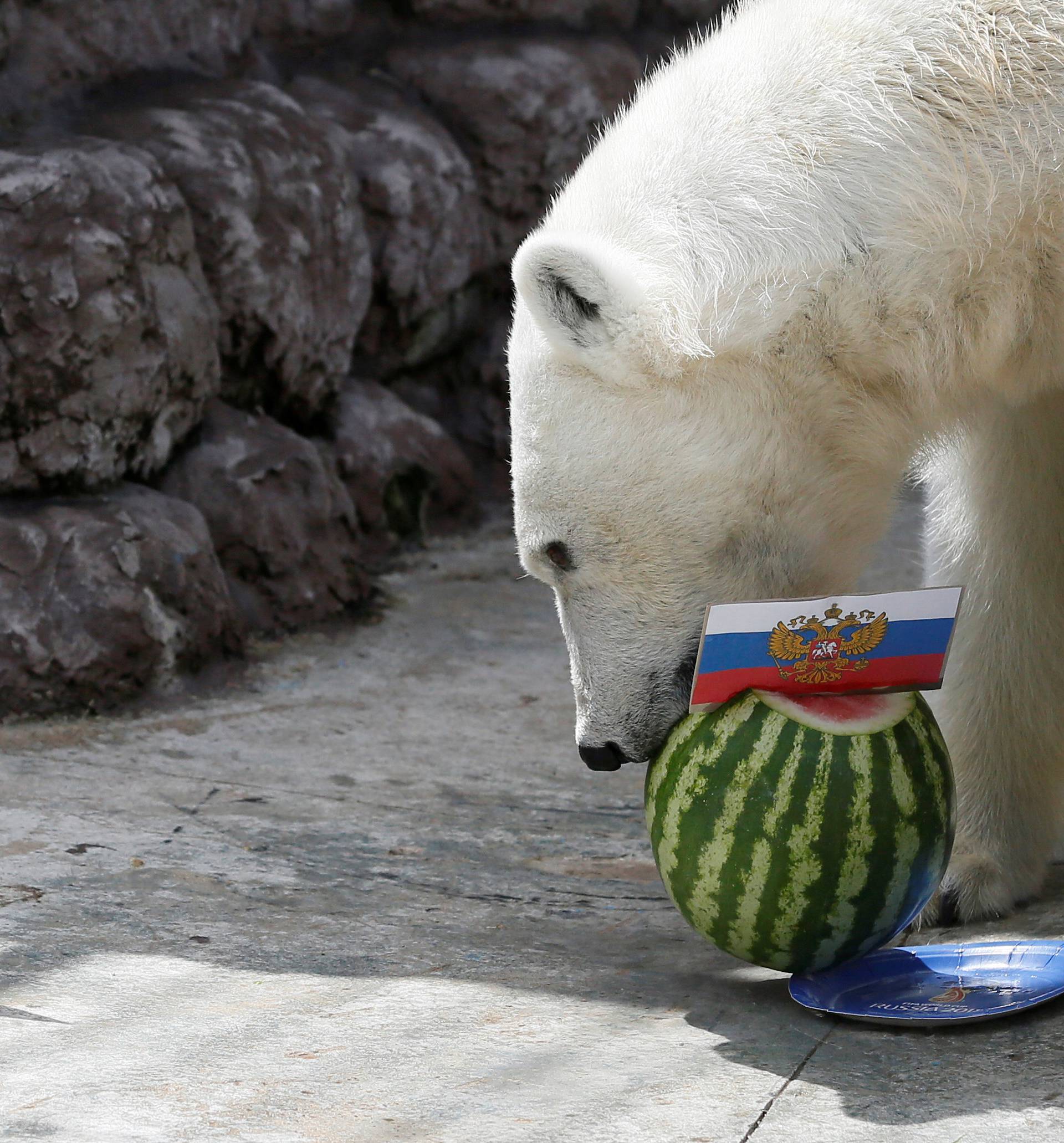 A polar bear attempts to predict the result of the soccer World Cup match between Croatia and Russia in Krasnoyarsk