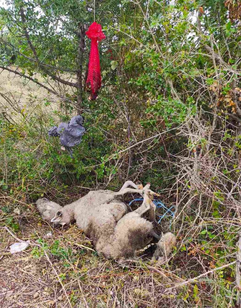 Uznemirujući prozori: Organi ovaca i leševi po grmlju.  'Ljudi tu šeću s djecom, nije ugodno'