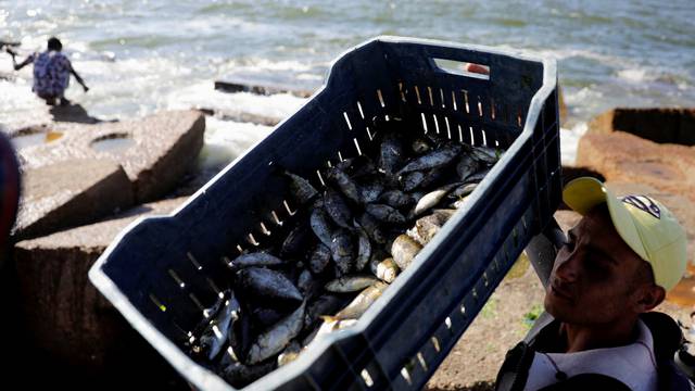 A fisherman who fishes by diving with net, carries a box of fish, in Alexandria