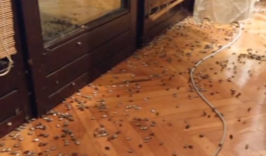 Smrdljivi martini su joj prekrili kuću: 'Morala sam pobjeći van!'