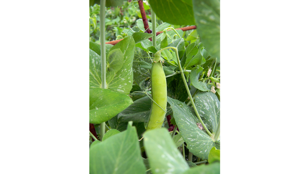 Ovo je najbolje povrće za čuvanje sjemena i evo kako ga skupiti za sljedeću godinu