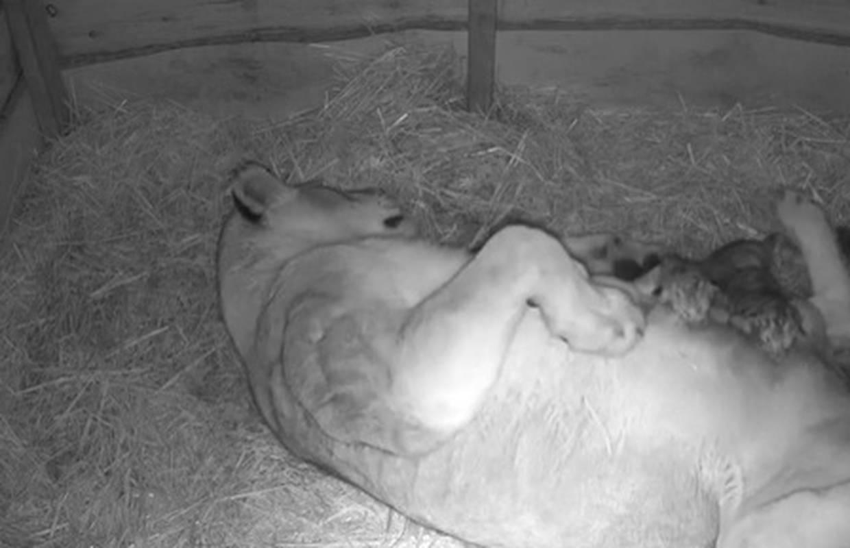 Pogledajte nevjerojatnu snimku rođenja tri lavića u Nizozemskoj