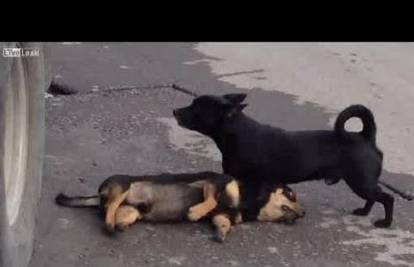 Video koji je dirnuo mnoge: Pas pokušava oživjeti prijatelja 