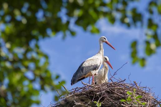 Od Španjolske do Hrvatske: 5 primjera da ptice i dalekovodi ne moraju biti 'neprijatelji'