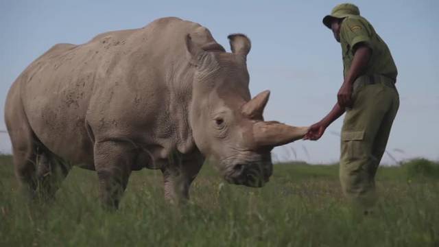 World's first successful embryo transfer could save northern white rhino from extinction