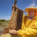 Pčela je sve manje, a onda je manje i meda: Od jeseni će ovo tekuće zlato biti još i skuplje