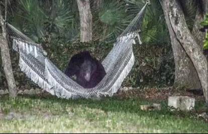 Medvjed na Floridi uhvaćen kako se odmara u ležaljci