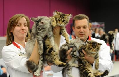 U Zagrebu predstavljeno 164 mačaka iz 8 europskih država