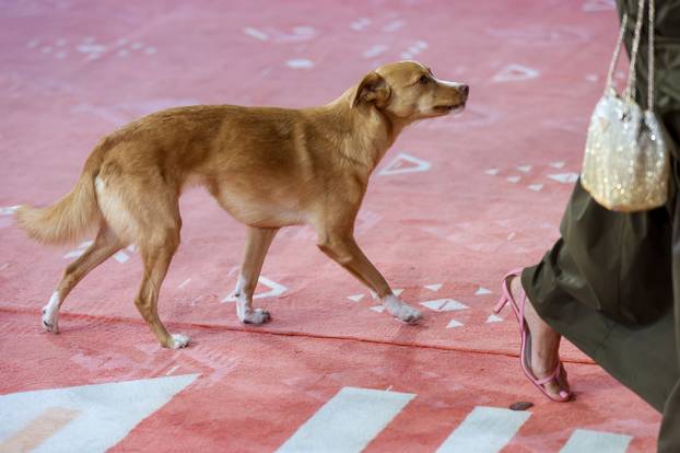 Sarajevo: Prvi crveni tepih treceg dana 31. Sarajevo Film Festivala