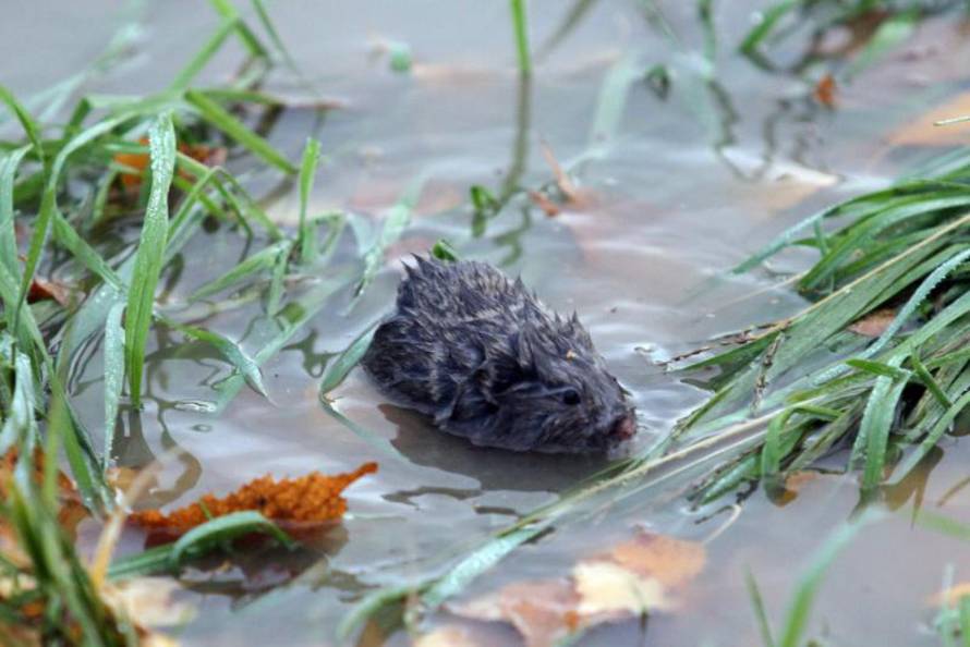 Marko Jurinec/Pixsell