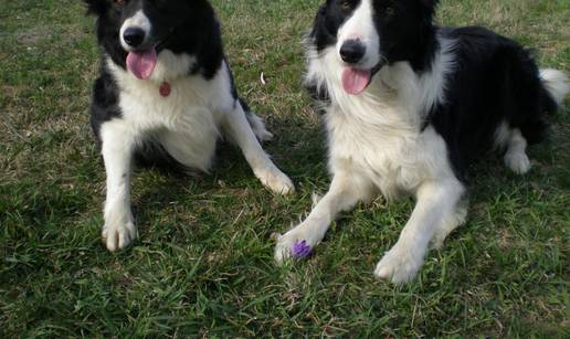 Border Collie: Inteligentan pas koji je uvijek spreman za akciju