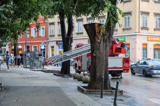 Pula: Srušeno napuklo stablo na Giardinima 