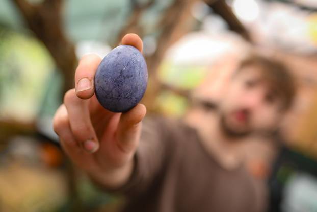 24sata Sveta Nedelja: Željko Ivković boja pisanice prirodnim bojama 