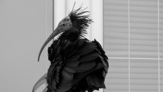 Tko je ubio ćelavog ibisa? BIOM: 'GPS podaci pokazuju da je Gipsy uginula nasilno'