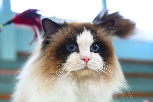 Bjelovar: Međunarodna izložba pasminskih mačaka u organizaciji Saveza felinoloških društava Hrvatske