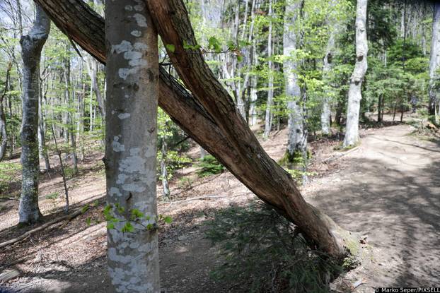 Zagreb: Tri tjedna nakon razorne oluje na Sljemenu i dalje vidljive posljedice 
