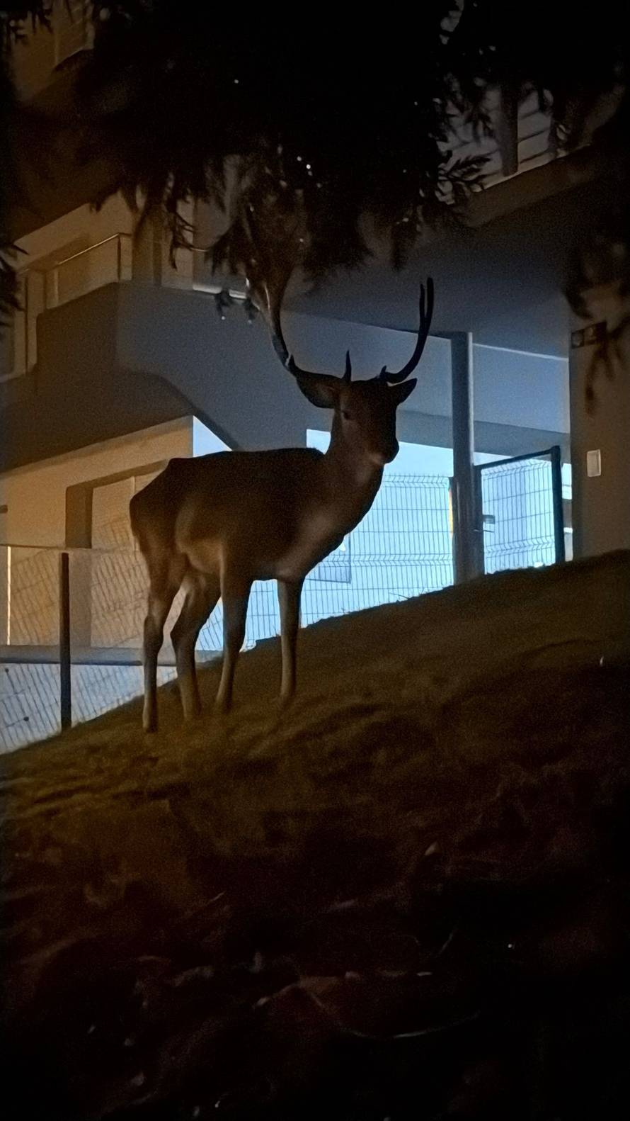 FOTO Iznenađenje u Šestinama: 'Došao je u dvorište, ma htio nam je poželjeti dobro jutro'