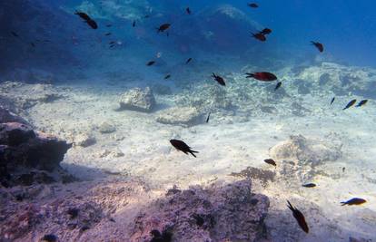Ribolov u Indijskom oceanu nije reguliran i ugrožava životinje...