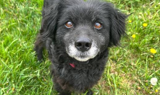 Ov&ccaron;arka Mala jako je mila i draga i tra&zcaron;i svoju novu obitelj