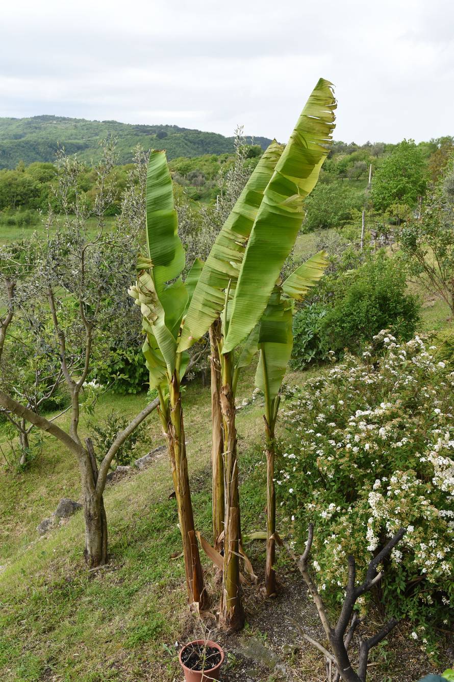 Čeka plodove: Kad se najmanje nadaš, u vrtu ti narastu banane