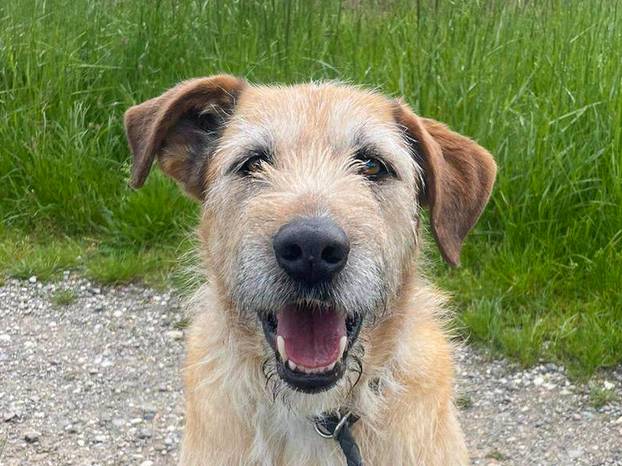 FOTO Ovi preslatki psići u Noinoj Arci čekaju samo vas da ih udomite