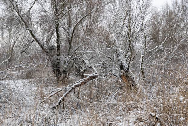 Kopački rit: Zimska idila u Baranji 