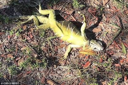 Nezapamćena zima: Na Floridi ledene iguane padaju sa stabla