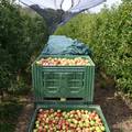 Urod jabuka oko 55.000 tona, kvaliteta je odlična, ali problem je uvoz jeftinih, lošijih jabuka...